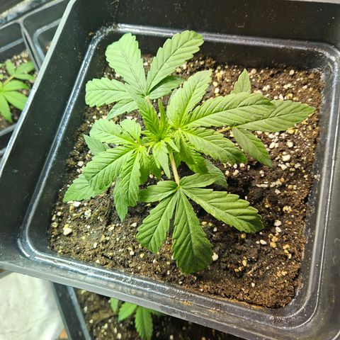 Mix de semillas Poison Seeds growlog photo: Seguimiento Vegetativo