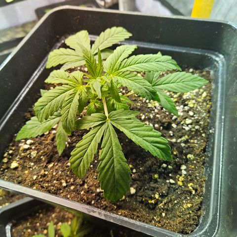 Mix de semillas Poison Seeds growlog photo: Seguimiento Vegetativo