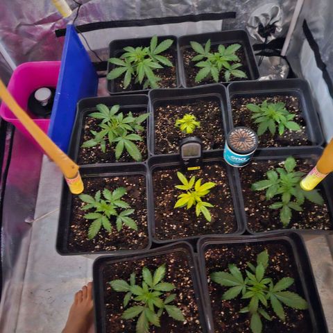 Mix de semillas Poison Seeds growlog photo: Seguimiento
De las 2 plantas particulares, una se ve que va mejorando
