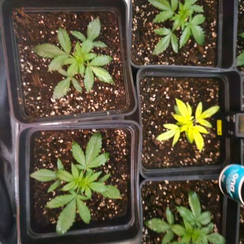 Mix de semillas Poison Seeds growlog photo: Seguimiento
De las 2 plantas particulares, una se ve que va mejorando