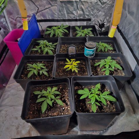 Mix de semillas Poison Seeds growlog photo: Seguimiento
De las 2 plantas particulares, una se ve que va mejorando