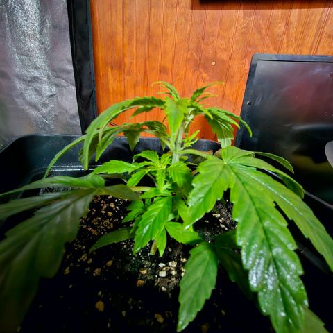 Mix de semillas Poison Seeds growlog photo: Seguimiento