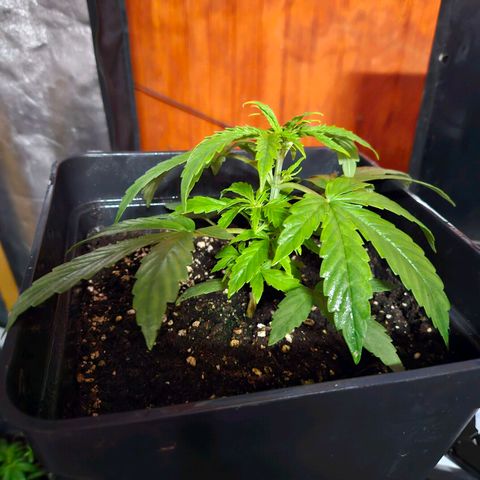 Mix de semillas Poison Seeds growlog photo: Seguimiento