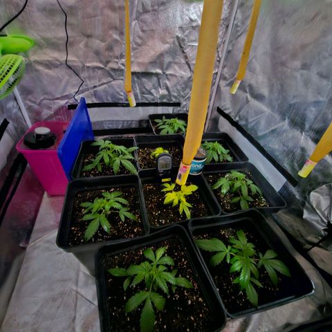 Mix de semillas Poison Seeds growlog photo: Seguimiento
