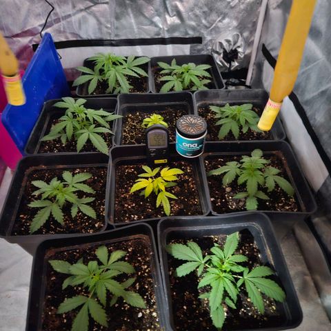 Mix de semillas Poison Seeds growlog photo: Seguimiento