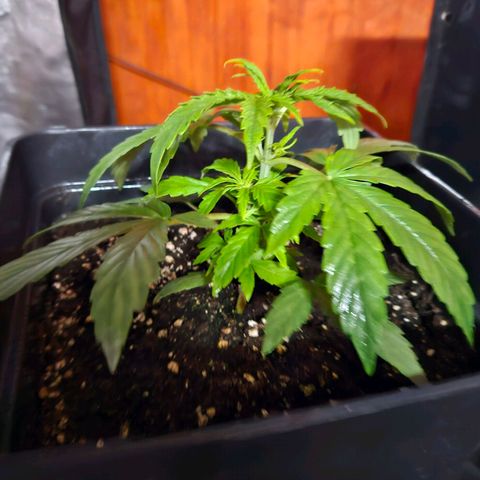 Mix de semillas Poison Seeds growlog photo: Seguimiento