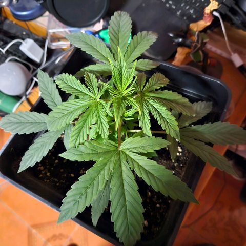 Mix de semillas Poison Seeds growlog timeline photo