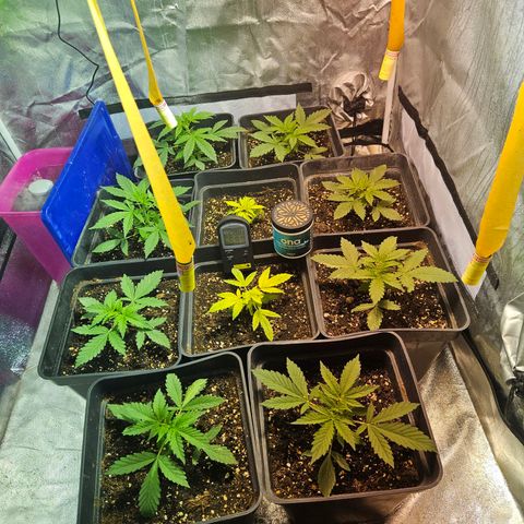 Mix de semillas Poison Seeds growlog timeline photo