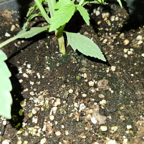 Mix de semillas Poison Seeds growlog timeline photo