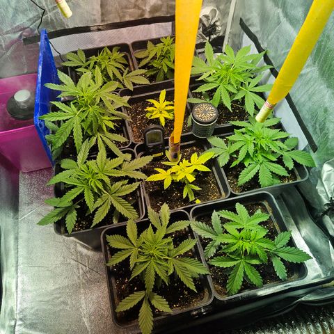 Mix de semillas Poison Seeds growlog timeline photo