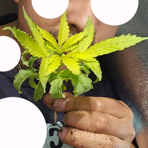 Mix de semillas Poison Seeds growlog photo: PLANTA MUERTA
La planta mas pequeña de todas se veía pésimo,  con las plantas caidas. Se opto por eliminarla