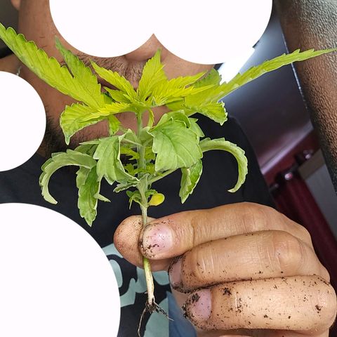 Mix de semillas Poison Seeds growlog photo: PLANTA MUERTA
La planta mas pequeña de todas se veía pésimo,  con las plantas caidas. Se opto por eliminarla