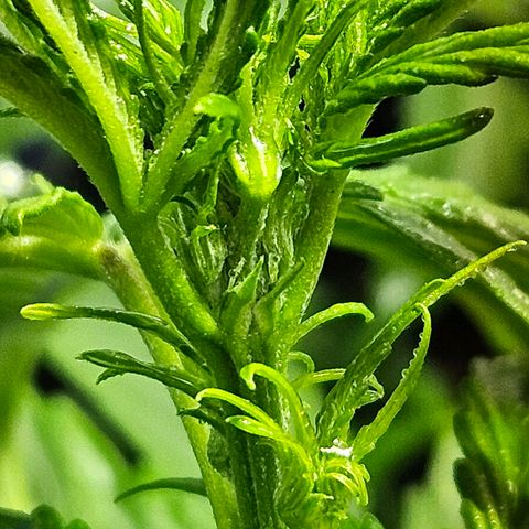 Mix de semillas Poison Seeds growlog photo: Floración Temprana