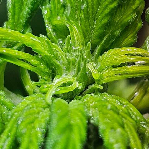 Mix de semillas Poison Seeds growlog photo: Floración Temprana