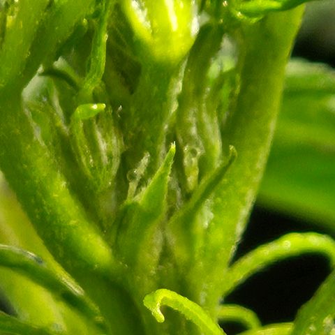 Mix de semillas Poison Seeds growlog photo: Floración Temprana