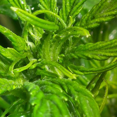 Mix de semillas Poison Seeds growlog photo: Floración Temprana
