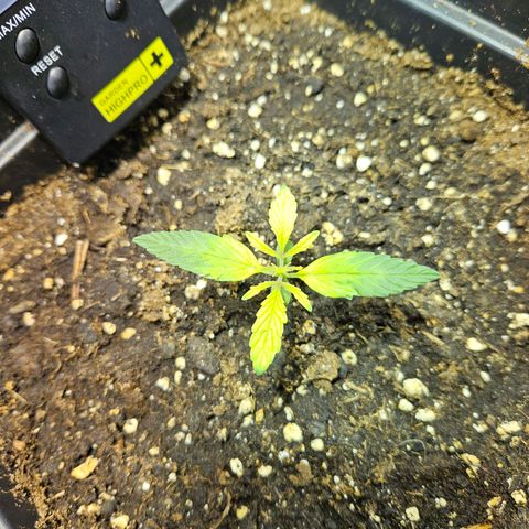 Mix de semillas Poison Seeds growlog photo: Se observan 2 plantas particularmente amarillas. Una de ellas tiene evidentes malformaciones en las hojas, se enrolan hacia adentro desde los lados
