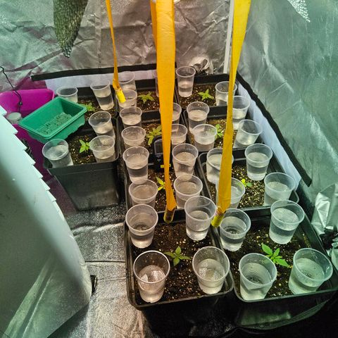 Mix de semillas Poison Seeds growlog photo: Se observan 2 plantas particularmente amarillas. Una de ellas tiene evidentes malformaciones en las hojas, se enrolan hacia adentro desde los lados