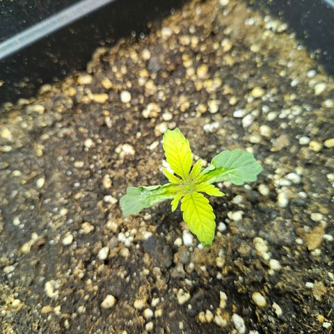 Mix de semillas Poison Seeds growlog photo: Se observan 2 plantas particularmente amarillas. Una de ellas tiene evidentes malformaciones en las hojas, se enrolan hacia adentro desde los lados
