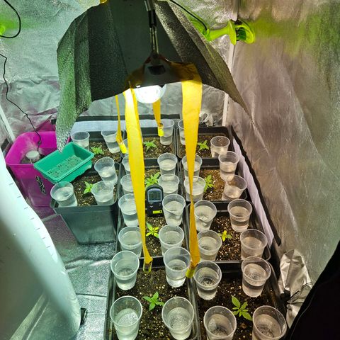 Mix de semillas Poison Seeds growlog photo: Seguimiento, aún no mejoran las 2 plantas malas