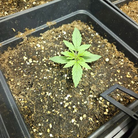 Mix de semillas Poison Seeds growlog photo: Seguimiento, aún no mejoran las 2 plantas malas