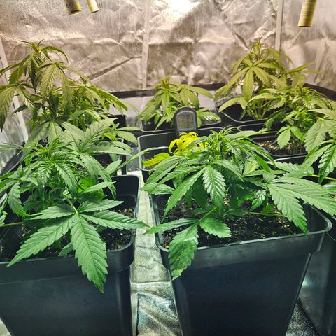 Mix de semillas Poison Seeds growlog photo: 2 plantas crecen exponencialmente y la amarilla a empieza a torrnarse color verde