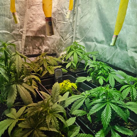 Mix de semillas Poison Seeds growlog photo: 2 plantas crecen exponencialmente y la amarilla a empieza a torrnarse color verde