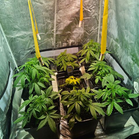 Mix de semillas Poison Seeds growlog photo: 2 plantas crecen exponencialmente y la amarilla a empieza a torrnarse color verde