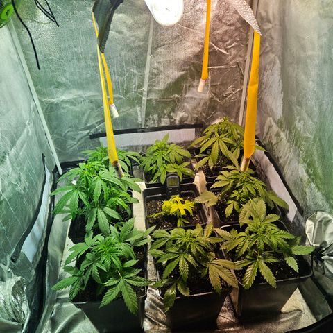 Mix de semillas Poison Seeds growlog photo: 2 plantas crecen exponencialmente y la amarilla a empieza a torrnarse color verde