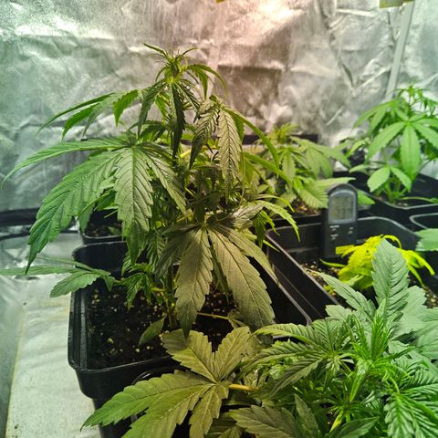 Mix de semillas Poison Seeds growlog photo: 2 plantas crecen exponencialmente y la amarilla a empieza a torrnarse color verde