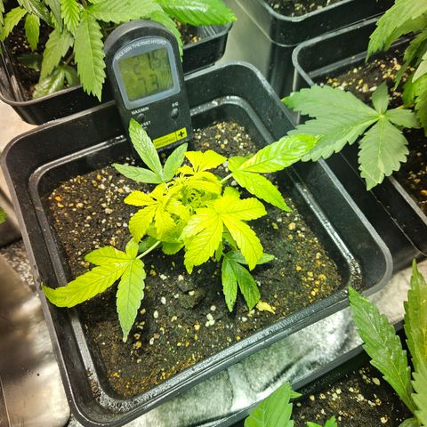 Mix de semillas Poison Seeds growlog photo: 2 plantas crecen exponencialmente y la amarilla a empieza a torrnarse color verde