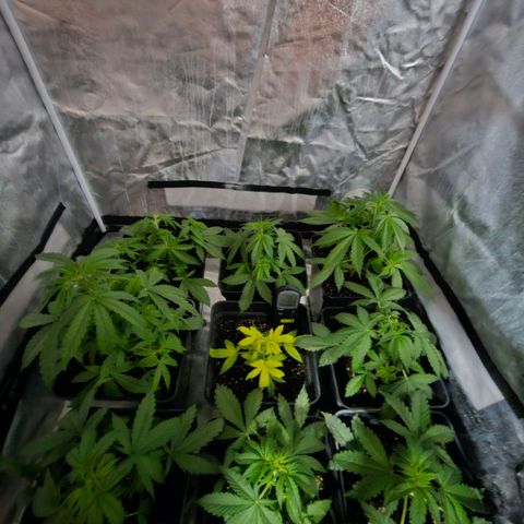Mix de semillas Poison Seeds growlog photo: Fotos durante la noche