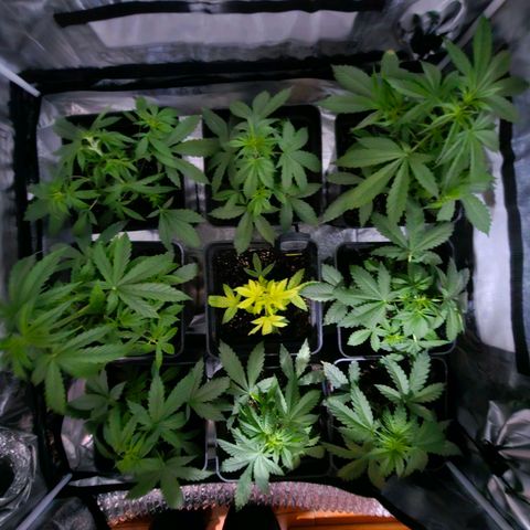 Mix de semillas Poison Seeds growlog photo: Fotos durante la noche