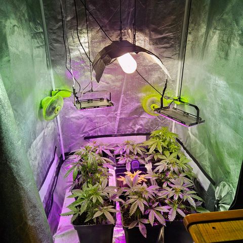 Mix de semillas Poison Seeds growlog photo: Instalación de 2 luces led de acompañamiento