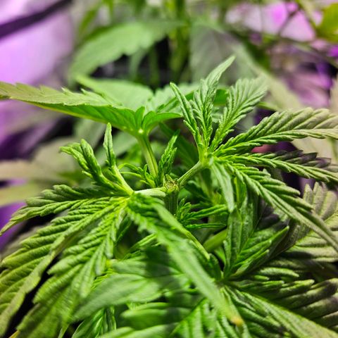 Mix de semillas Poison Seeds growlog photo: Poda Apical en 3 plantas para probar como se comportan las automáticas con las podas.