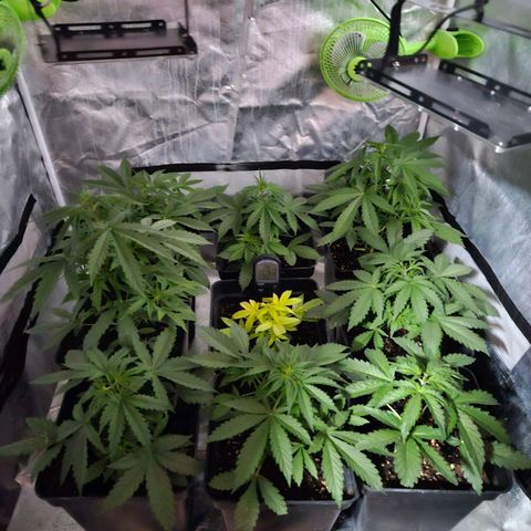 Mix de semillas Poison Seeds growlog photo: Poda Apical en 3 plantas para probar como se comportan las automáticas con las podas.