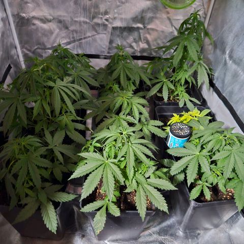 Mix de semillas Poison Seeds growlog photo: Seguimiento