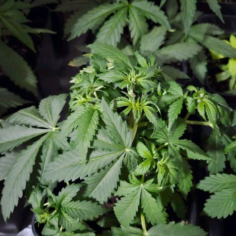Mix de semillas Poison Seeds growlog photo: Riego