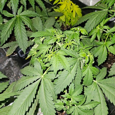 Mix de semillas Poison Seeds growlog photo: Riego