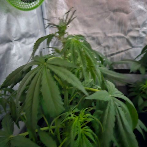 Mix de semillas Poison Seeds growlog photo: Riego