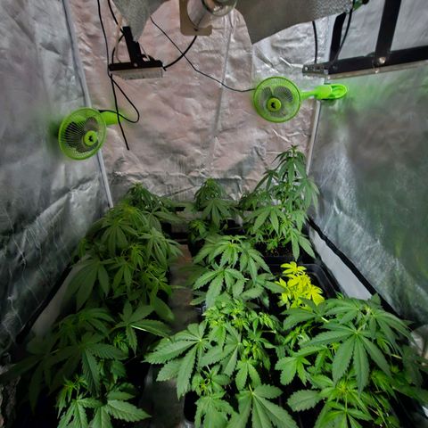 Mix de semillas Poison Seeds growlog photo: Riego