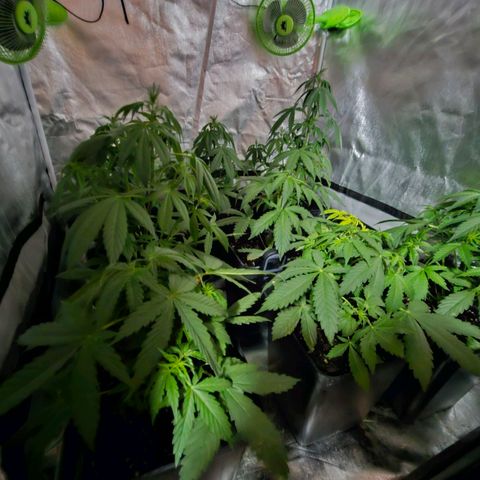 Mix de semillas Poison Seeds growlog photo: Riego