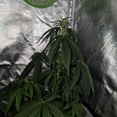 Mix de semillas Poison Seeds growlog photo: Riego