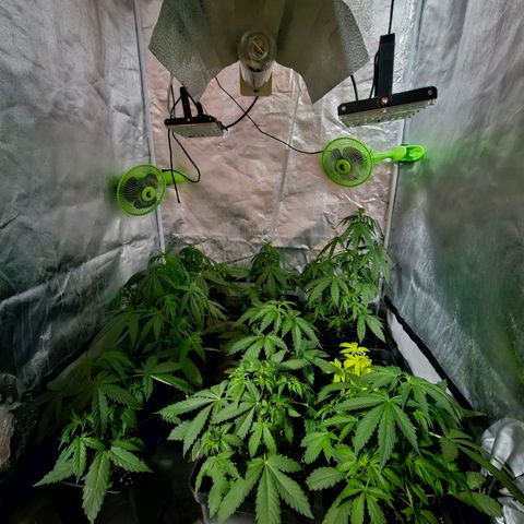 Mix de semillas Poison Seeds growlog photo: Riego