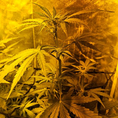 Mix de semillas Poison Seeds growlog photo: Seguimiento