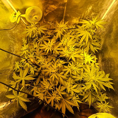 Mix de semillas Poison Seeds growlog photo: Seguimiento
