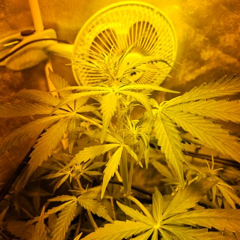 Mix de semillas Poison Seeds growlog photo: Seguimiento