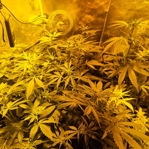 Mix de semillas Poison Seeds growlog photo: Seguimiento