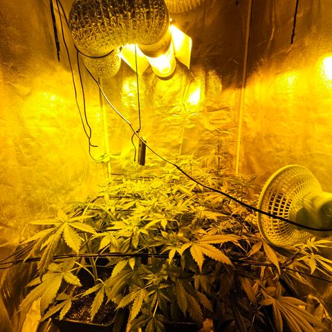 Mix de semillas Poison Seeds growlog photo: Seguimiento