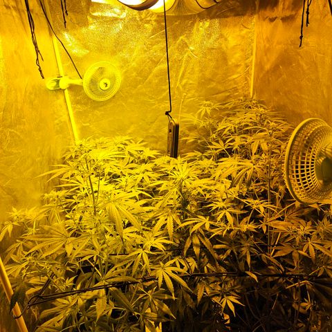Mix de semillas Poison Seeds growlog photo: Seguimiento